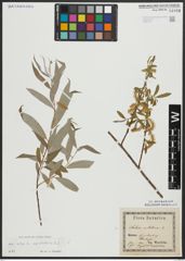 Foto von Salix alba subsp. vitellina (L.) Arcang.